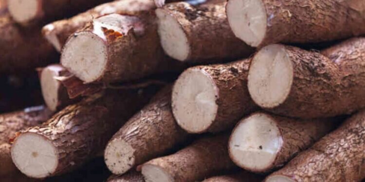 cassava roots thumb