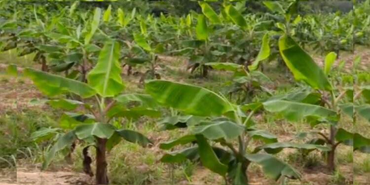 bananen aanplant