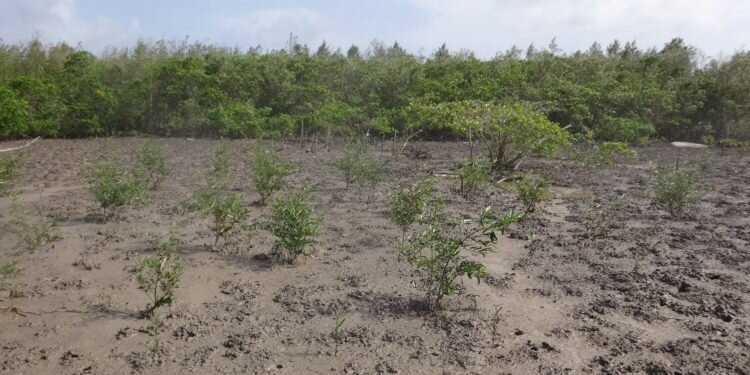 foto: Siewnath Naipal, mangrove aanplant