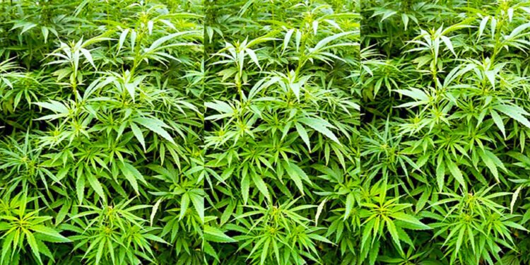 Cannabis sativa web