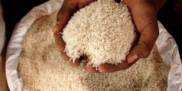 Rijst behoort zoals alle granen tot de grassenfamilie. Rijst is het belangrijkste voedsel voor een groot deel van de wereldbevolking, vooral in de warmere streken.