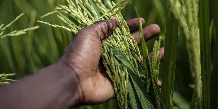 Rijst behoort zoals alle granen tot de grassenfamilie. Rijst is het belangrijkste voedsel voor een groot deel van de wereldbevolking, vooral in de warmere streken.