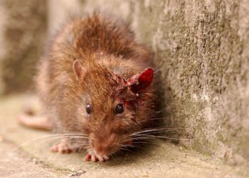 1200px London Scruffy Rat 3 “We moeten oppassen met de chemische bestrijding van de rattenplaag in Nickerie”, zegt bioloog Ashvin Sewsahai. Het bestrijden van deze plaag door middel van gif kan nare gevolgen hebben voor de andere organismen.