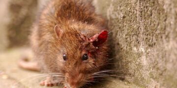 Bioloog Sewsahai: “Oppassen met de chemische bestrijding van de rattenplaag”
