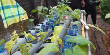 20200304 102928 1 De meeste landbouwers zeggen dat zonder graafmachine in deze tijd het beoefenen van landbouw ook in de tuinbouwsector onmogelijk is. Het moet duidelijk zijn dat vooral bij het telen van oker, een export product, je constant de grond moet rehabiliteren voor een goede oogst. De plantbedden moeten vaker verhoogd worden door de trenzen op te halen. Je hebt geen arbeiders die dit met de hand gaat doen. Ook de Haïtianen niet.