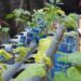 DNA-lid Debie pleit voor mechanisatie tuinbouwsector 10 20200304 102928 1 scaled De meeste landbouwers zeggen dat zonder graafmachine in deze tijd het beoefenen van landbouw ook in de tuinbouwsector onmogelijk is. Het moet duidelijk zijn dat vooral bij het telen van oker, een export product, je constant de grond moet rehabiliteren voor een goede oogst. De plantbedden moeten vaker verhoogd worden door de trenzen op te halen. Je hebt geen arbeiders die dit met de hand gaat doen. Ook de Haïtianen niet.