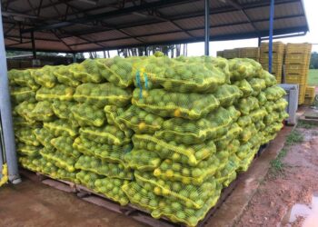 281155286 3237801556438738 5821879785522963932 n Het citrusbedrijf Goliath NV is door de slechte wegdek van West-Suriname vóór Pikin Saron bijna geïsoleerd geraakt, waardoor het bedrijf zijn vruchten niet kon vervoeren. Het bedrijf heeft tocht een oplossing gevonden en zal de lading, die ongeveer 12 ton is, via kleine vrachtwagens transporteren richting Paramaribo.