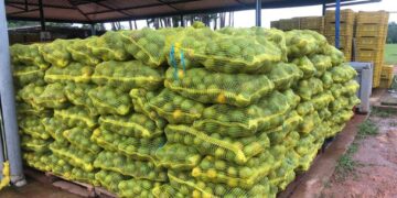 281155286 3237801556438738 5821879785522963932 n Het citrusbedrijf Goliath NV is door de slechte wegdek van West-Suriname vóór Pikin Saron bijna geïsoleerd geraakt, waardoor het bedrijf zijn vruchten niet kon vervoeren. Het bedrijf heeft tocht een oplossing gevonden en zal de lading, die ongeveer 12 ton is, via kleine vrachtwagens transporteren richting Paramaribo.