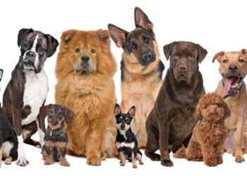 2Rashonden stelen is een business Het ministerie van Landbouw, Veeteelt en Visserij (LVV) heeft praktijken van illegale dierenartsen geconstateerd en de samenleving opgeroepen om hun dieren alleen bij gekwalificeerde en geregistreerde dierenartsen te brengen. Bij constatering van deze veinzerij, zal het ministerie hard optreden tegen de illegale dierenartsen. “We gaan sowieso de politie inschakelen”, zegt minister Prahlad Sewdien kort en krachtig.