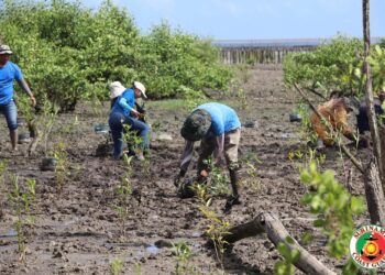 305631879 454549840044856 9022065878742811735 n De Kustwacht heeft in haar jaarplanning projecten opgenomen om terug te geven aan de samenleving. Op vrijdag 9 september is een van de projecten uitgevoerd. Het departement heeft onded begeleiding van professor Sieuwnath Naipal Mangrove geplant.