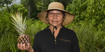 Ananassector Suriname krijgt USD 2 miljoen ondersteuning