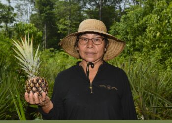 3ADI Annanas project Het gezamenlijke fonds van de Verenigde Naties voor de Duurzame Ontwikkelingsdoelen (SDG’s) heeft voor de ananassector een subsidie van 2 miljoen dollar toegezegd in Suriname. Met deze subsidie hoopt de NGO deze sector te stimuleren door middel van een programma dat vooral de Inheemse en andere plattelandsgemeenschappen ten goede zal komen. Het programma zal worden uitgevoerd door de Organisatie van de Verenigde Naties voor industriële Ontwikkeling (UNIDO) en de Voedsel- en Landbouworganisaties van de Verenigde Naties (FAO) als leidende organen. Als partners aangetrokken zullen de Internationale Arbeidsorganisatie en Bevolkingsfonds van de Verenigde Naties ondersteunen.