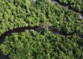 Apple koopt 100.000 koolstofkredieten van Guyana ter compensatie van uitstoot