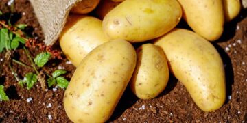 Aardappelen en uien schaars, prijzen blijven stijgen