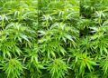 Ramdien is bang: "Hennepteelt kan voedselvoorziening Suriname in gevaar brengen" 5 Cannabis sativa web De wet Industriële Hennepteelt, die nog niet is aangenomen, kan de voedselvoorziening van Suriname in gevaar brengen.