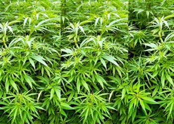 Cannabis sativa web De wet Industriële Hennepteelt, die nog niet is aangenomen, kan de voedselvoorziening van Suriname in gevaar brengen.