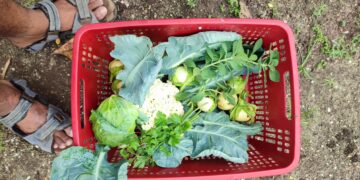 IMG 20220107 122838 “De prijzen van verschillende groenten en ook vruchten zullen in de komende tijden zeker stijgen, vanwege de aanhoudende regen”, zegt Diego Rodriguez, landbouwer tevens ondervoorzitter van Landbouw Coöperatie Kwatta.