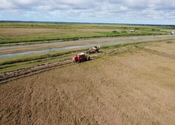 Inzaai rijst 1 1 De rijstproductie is in gevaar, want de boeren hebben geen geld meer om de verschillende inputs te kopen om te zaaien. Dit zegt voorzitter Harinandan Oemraw van Surinaamse Padie Boeren Associatie (SPBA).