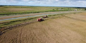 Inzaai rijst 1 Minister Parmanand Sewdien van Landbouw, Veeteelt en Visserij (LVV), bevestigt met klem dat de inzaai van padie meer dan 20.000 hectare is.