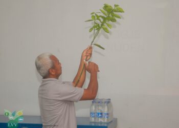 LVV AdeKUS 03 Het ministerie van Landbouw, Veeteelt & Visserij (LVV), heeft een training in plantvermeerderingstechnieken verzorgd op de Anton de Kom Universiteit van Suriname (AdeKUS).
