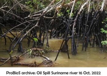 Probios Erlan 1 De karakteristieken van de olie in de Surinamerivier wijzen uit dat de olie niet afkomstig is van Staatsolie, dat zegt Nawien Debipersad, manager Health, Safety & Communication van Staatsolie in een reactie aan Key News.