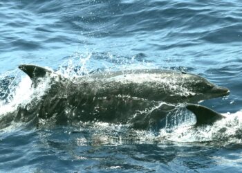 Oceaanexpeditie treft rijke biodiversiteit aan in Surinaamse wateren