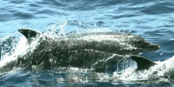 Oceaanexpeditie treft rijke biodiversiteit aan in Surinaamse wateren