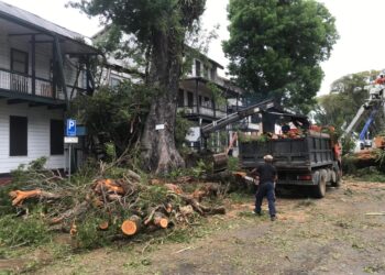 WhatsApp Image 2022 05 22 at 2.34.49 PM 3 “Er konden zwaar gewonden of doden gevallen zijn, maar gelukkig is dit in het weekend en in de ochtenduren gebeurd”, zegt waarnemend hoofd Chanderbhan Rambali van de afdeling Terreinen, Straat- en Bermonderhoud van het directoraat Openbaar Groen, tijdens de opruiming van de enorme Mahonieboom aan de Heerenstraat, die zondagochtend omviel.