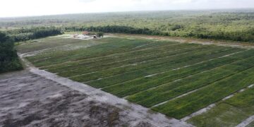 WhatsApp Image 2022 06 26 at 11.38.13 AM 1 Er zit volgens Wensley Perea, directeur van Amea Pineapple Industries, genoeg potentie in de ananassector van Suriname. Binnen twee jaar tijd sinds de Food and Agriculture Organization (FAO) haar ananasproject is gestart, kent Suriname nu meer dan 20 ananasboeren.