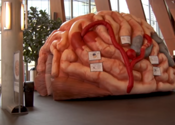 Awareness World Stroke Day 2022