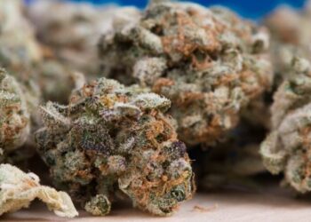 Politie houdt drugsdealer aan
