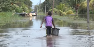 creola overstroming Tijdens een bezoek van het crisisteam Infrastructuur en Rampen van het ministerie van Openbare Werken (OW), is er afkalving langs de Saramaccarivier geconstateerd. Dit wordt eveneens gezien als een van de redenen, waardoor het gebied onder water loopt, geeft het crisisteam aan. Het bezoek van OW is onderdeel van een oriëntatie om zo het wateroverlast structureel te verhelpen. Er is tijdelijk gezorgd voor een nooddam door een plaatselijke ondernemer, onder toezicht van OW. Het crisisteam verwacht over twee weken een springvloed en bekijkt opties om wateroverlast te bedwingen en de schade te beperken. Het bouwen van een stevige dam langs de Saramaccarivier is voor het crisisteam een structurele oplossing. Dit moet besproken worden met de huiseigenaren langs de rivier en de districtscommissaris. “Deze bewoners moeten bewust worden gemaakt van de risico’s en correct toegelicht worden waarom het bouwen van een dam via hun percelen langs de rivier noodzakelijk is”, zegt het crisisteam van OW. Er moet infrastructureel nog veel gebeuren door de ministeries Landbouw Veeteelt en Visserij(LVV) en Regionale Ontwikkeling en Sport in het rampgebied. Uit een inventarisatie is gebleken dat woningen van bijkans 200 gezinnen onder water zijn gelopen en enorme schade is ontstaan door het kwijtraken van bezittingen. Deze gezinnen zijn geëvacueerd en overgebracht naar opgezette tenten naast het scholencomplex van OS Uitkijk. Het Crisisteam heeft samen met deskundigen van afdeling Kust-, Rivier- en Natuurbeheer van OW de knelpunten bekeken en terstond een besluit genomen voor een oplossing. Met toestemming van perceeleigenaren moet een kleidijk worden opgeworpen aan de oostelijke zijde van de Saramaccarivier, vanaf de Uitkijkbrug tot het Panamakanaal en langs de Noordelijke zijde van het Panamakanaal, vanaf de Saramaccarivier. Daaropvolgend dienen de duikers die uitmonden in de Saramaccarivier te worden voorzien van terugslagkleppen. Ondernemer Aniel Poeran heeft op eigen initiatief een waterpomp geïnstalleerd om het overtollige water in de Saramaccarivier te pompen. De Spuisluis blijft voorlopig open, om wateroverlastproblemen sneller te verhelpen. Tot slot wordt benadrukt dat binnenkort weer sprake zal zijn van hoge waterstanden, derhalve is voorgesteld de dammen te verstevigen en te verhogen, zodat de situatie onder controle blijft.