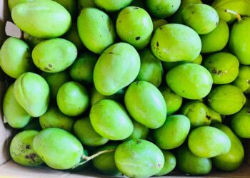 f9ca75a7 dc48 4ed7 8e0b d371709ae4a9 De export van manja vanuit Nickerie naar de Europese Unie (EU) kan binnenkort weer beginnen, omdat in dit gebied de Carambola fruitvliegjes niet meer voorkomen.