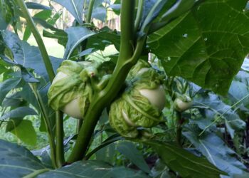 groente02 4 Naar verwachting wordt de komende maand een aanvang gemaakt met de export van fruit en groenten naar Barbados. Dit zegt Nitesh Ramlakhan, productiedirecteur bij Food and Agriculture Industries NV.