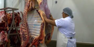 keurmeesters slacht vlees 2 De keurmeesters van het ministerie van Landbouw, Veeteelt en Visserij (LVV) hebben maandag het werk na een week actievoeren hervat.