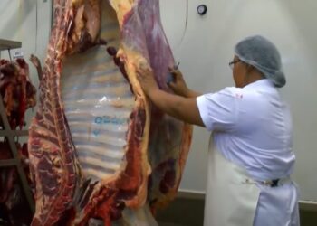 keurmeesters slacht vlees 5 De vleeskeurmeesters die momenteel in actie zijn, zetten de Cubaanse dierenartsen die LVV nu heeft ingezet om in de slachthuizen de karkassen goed te keuren, met opzet in een kwaad daglicht.