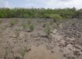 Pomeroon Suriname start mangrove rehabilitatie in Coronie ter bescherming van kustgebied