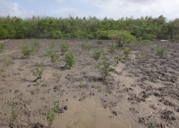 Pomeroon Suriname start mangrove rehabilitatie in Coronie ter bescherming van kustgebied