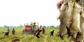 rat 3 Het ministerie van Landbouw, Veeteelt en Visserij (LVV) heeft afgelopen week 500 kilogram rattengif verstrekt aan rijstboeren om de rattenplaag tegen te gaan. Dit gif is niet verantwoordelijk voor de dood van de koeien, schapen en geiten. De coördinator benadrukt dat het gif, dat verstrekt is door het ministerie, niet giftig genoeg is om grote dieren te doden. "Een koe zou pas doodgaan, als het beest een grote zak rijst van dit gif zou opeten. Deze dieren zijn doodgegaan, omdat ze in aanraking zijn gekomen met het illegale gif. Hiervoor is het ministerie niet verantwoordelijk", weet Ramjatan.