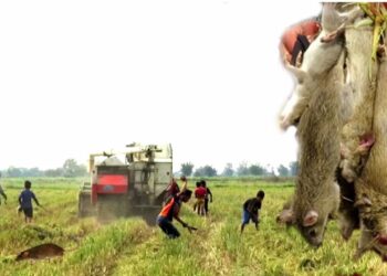 rat 4 Het ministerie van Landbouw, Veeteelt en Visserij (LVV) kreeg in december een melding dat er een enorme schade was aangericht aan de rijstaanplant en groenten in de oostelijke polders. “We zijn toen het veld ingegaan en hebben inderdaad gezien dat het om een rattenplaag gaat”, zegt dokter Radha Ramjattan in gesprek met de Communicatie Dienst Suriname. Zij is lid van de werkgroep bestrijding van de rijstrat in Nickerie.
