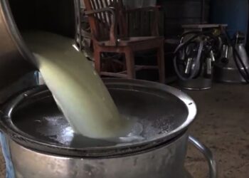 rauwe melk 1 “Het tarief van SRD 17.50 voor een liter rauwe melk is helemaal niet kostendekkend voor de boeren.” Dit zegt Edmund Blufpand, voorzitter van de Surinaamse Vereniging van Melkboeren (VSM), over de recente verhoging van het tarief, dat eerder SRD 14 was.