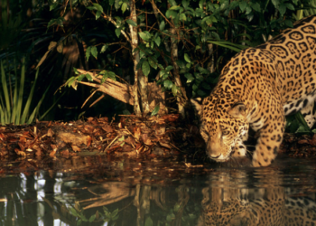 WWF: biodiversiteit populaties wilde dieren neemt in rap tempo af 