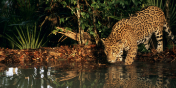 WWF: biodiversiteit populaties wilde dieren neemt in rap tempo af 