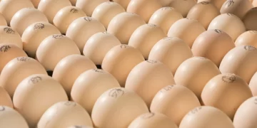 001 573 IMG BroedeierenopuitkomsttrayWingensNIJ202241A bijgesneden 1 scaled 1 In Nederland is recent een nieuwe variant van het H5N1-subtype van het zeer besmettelijke vogelgriepvirus ontdekt. Dit meldt het Wageningen Bioveterinary Researsch Institute.