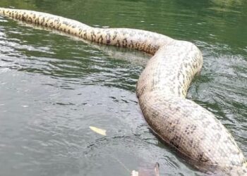 Anaconda2 "Met enorm veel pijn in mijn hart wil ik laten weten dat de machtige grote groene anaconda waar ik mee gezwommen heb dit weekend dood is aangetroffen in de rivier. Ik heb van diverse kanten gehoord dat ze is doodgeschoten, al is er nog geen officiële bevestiging over de doodsoorzaak. Ik ben zo verdrietig en tegelijkertijd ook zo woedend! Wat een droevig en tragisch verlies. En hoe ZIEK moet je zijn om dit zo’n mooi en uniek dier aan te doen!?’ aldus Prof. dr. Freek Vonk maandagmiddag op zijn facebookpagina.
