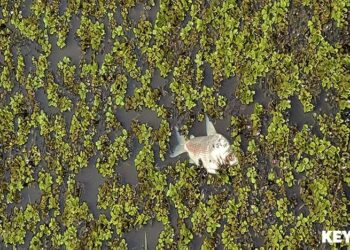 Dooie vissen in Wanica Er circuleerde een video van een kreek te Wanica, waarin te zien was dat een groot aantal vissen dood zijn gegaan door onbekende redenen. “Zuurstofarm water was de oorzaak van de dode vissen”, zei minister Marciano Dasai van Ruimtelijke Ordening en Milieu donderdag in het parlement.