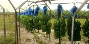 Fai banaan Het staatsbedrijf Food and Agriculture Industries (FAI) heeft een presentatie gehouden voor president Chandrikapersad Santokhi. In de presentatie die op vrijdag gehouden is, zijn de groeicijfers getoond.