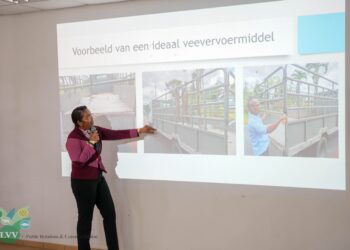 Foto LVV 1 Het directoraat Veeteelt van het ministerie van Landbouw, Veeteelt en Visserij (LVV) heeft onlangs een informatiesessie gehouden voor transporteurs van vee in het kader van de (her)registratie van transporteurs van landbouwhuisdieren en (her)keuring van vervoermiddelen van landbouwhuisdieren voor commercieel gebruik.