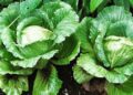 Strenge controle op Surinaamse groenten en vruchten in Guyana 7 Groenten Het Surinaams bedrijfsleven beweerd dat er een vermeend verbod is op de export van groenten, fruit en andere producten naar Guyana. Maar Guyana veegt deze beweringen van de tafel en merkt op dat de twee staten, vertegenwoordigd door de minister van Landbouw van Guyana, Zulfikar Mustapha; en de Surinaamse minister van Landbouw, Veeteelt en Visserij, Parmanand Sewdien, de protocolovereenkomst met betrekking tot de handel in verse landbouwproducten hebben ondertekend.