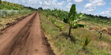 IMG 20231130 WA0011 Het ministerie van Landbouw, Veeteelt en Visserij (LVV) en het districtscommissariaat Saramacca hebben in de afgelopen periode 30 kilometer aan wegen in de Uitkijkpolder aangepakt. Ook lozingen zijn opgeschoond. Landbouwers van het gebied zijn hiermee ingenomen omdat er volgens hen bewezen wordt dat er aandacht is voor agrarische producenten. Zij hebben woensdagavond tijdens een bijeenkomst in de Uitkijkpolder dank uitgebracht aan LVV-minister Parmanand Sewdien, districtscommissaris Sherin Bansi-Durga en parlementariër Radjinder Debie.